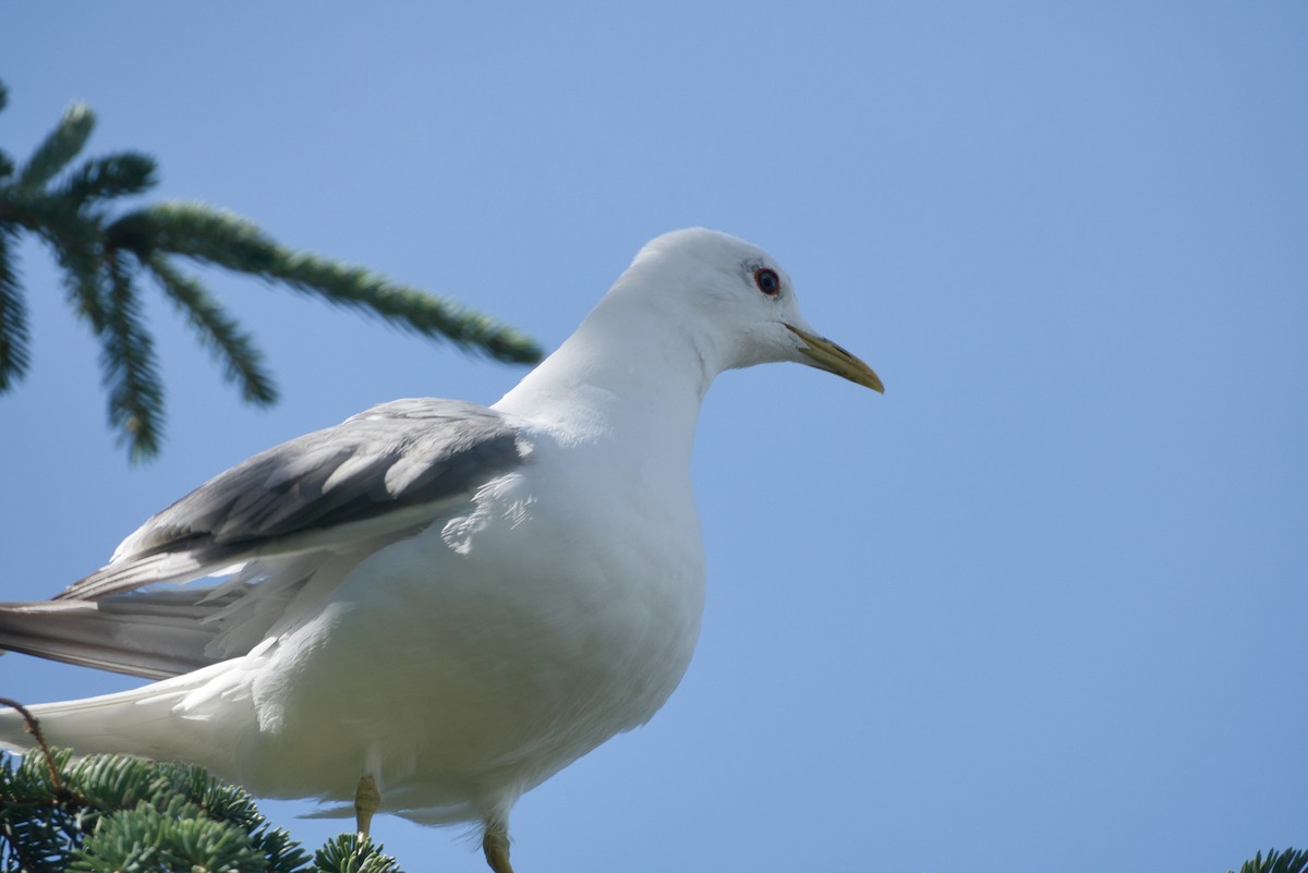 Short-billed Gull - ML621820084