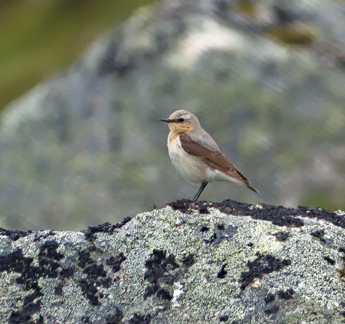 Northern Wheatear - ML621820168