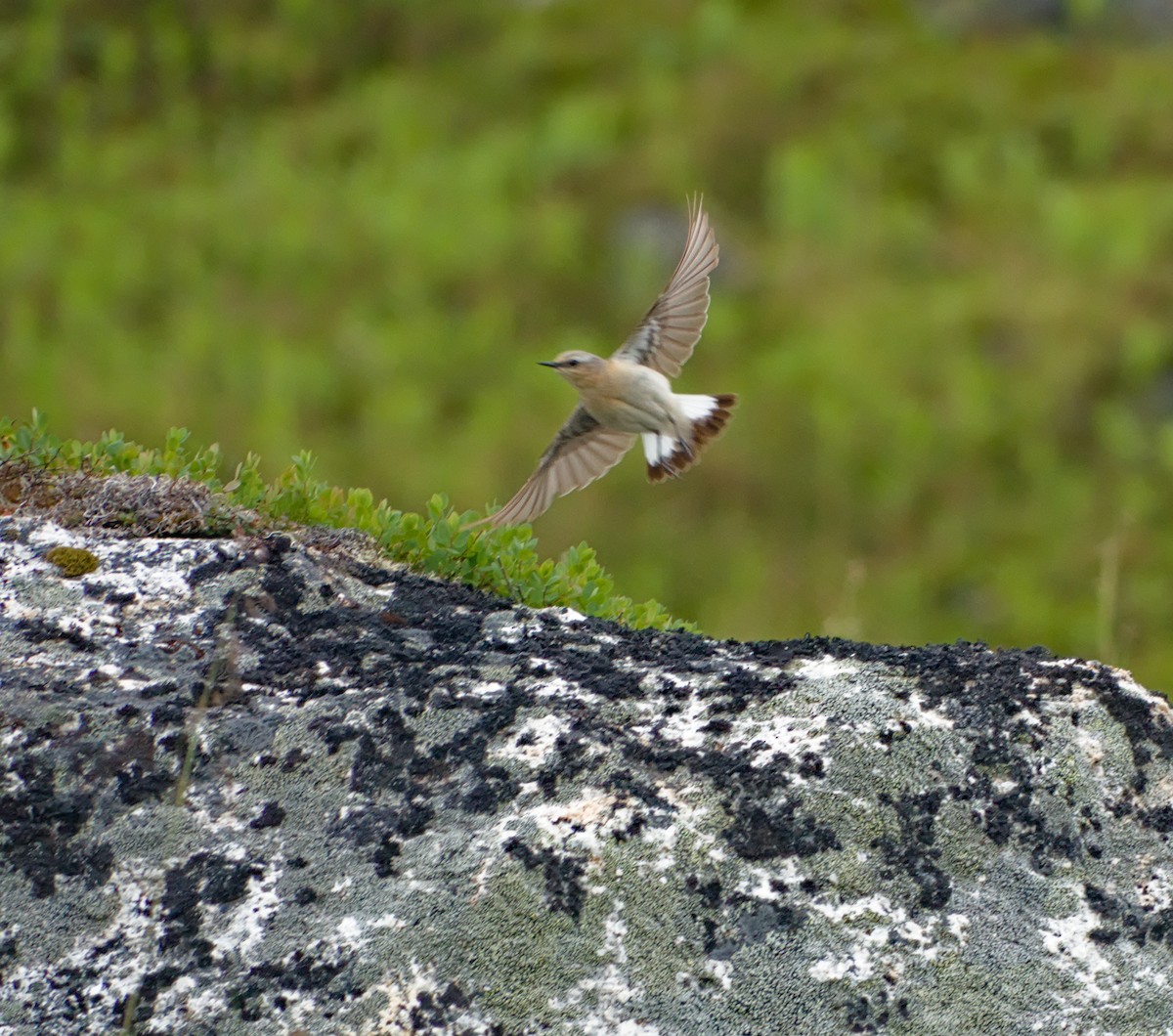 Northern Wheatear - ML621820169