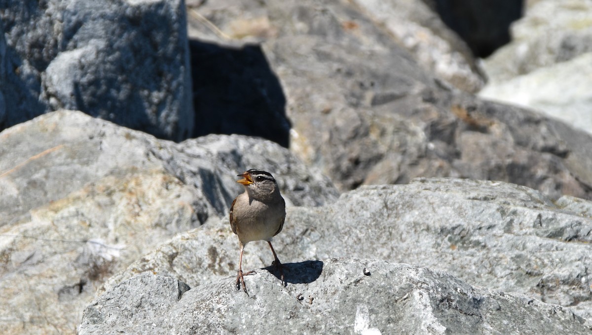 White-crowned Sparrow - ML621820172