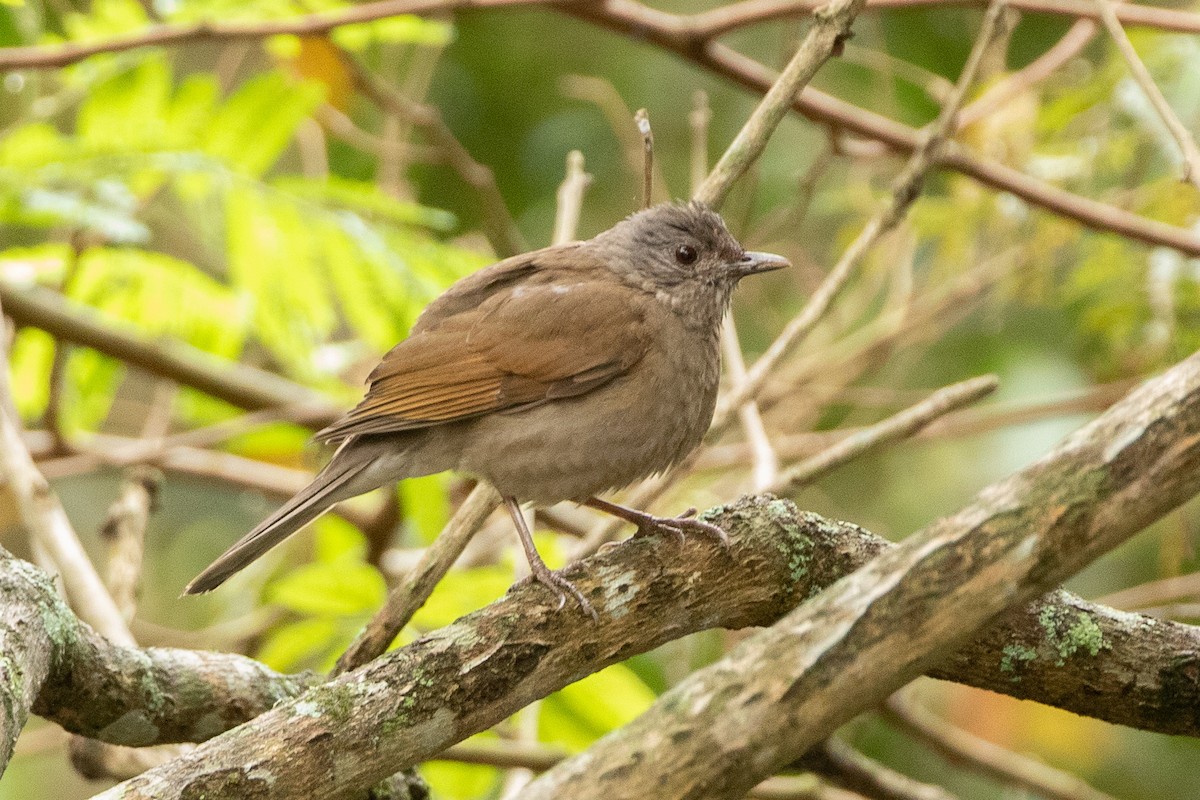 Pale-breasted Thrush - ML621820389