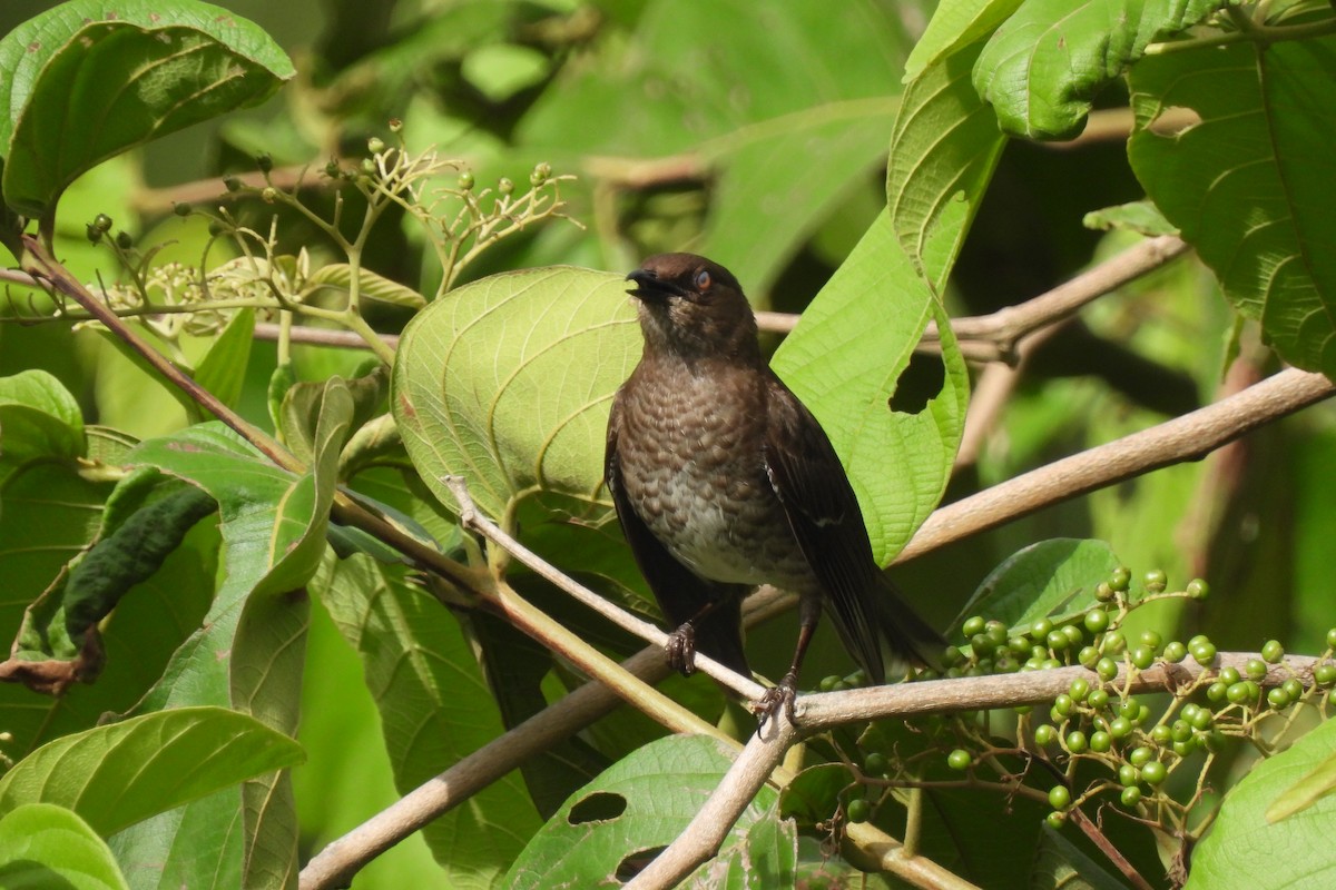 Scaly-breasted Thrasher - ML621820412