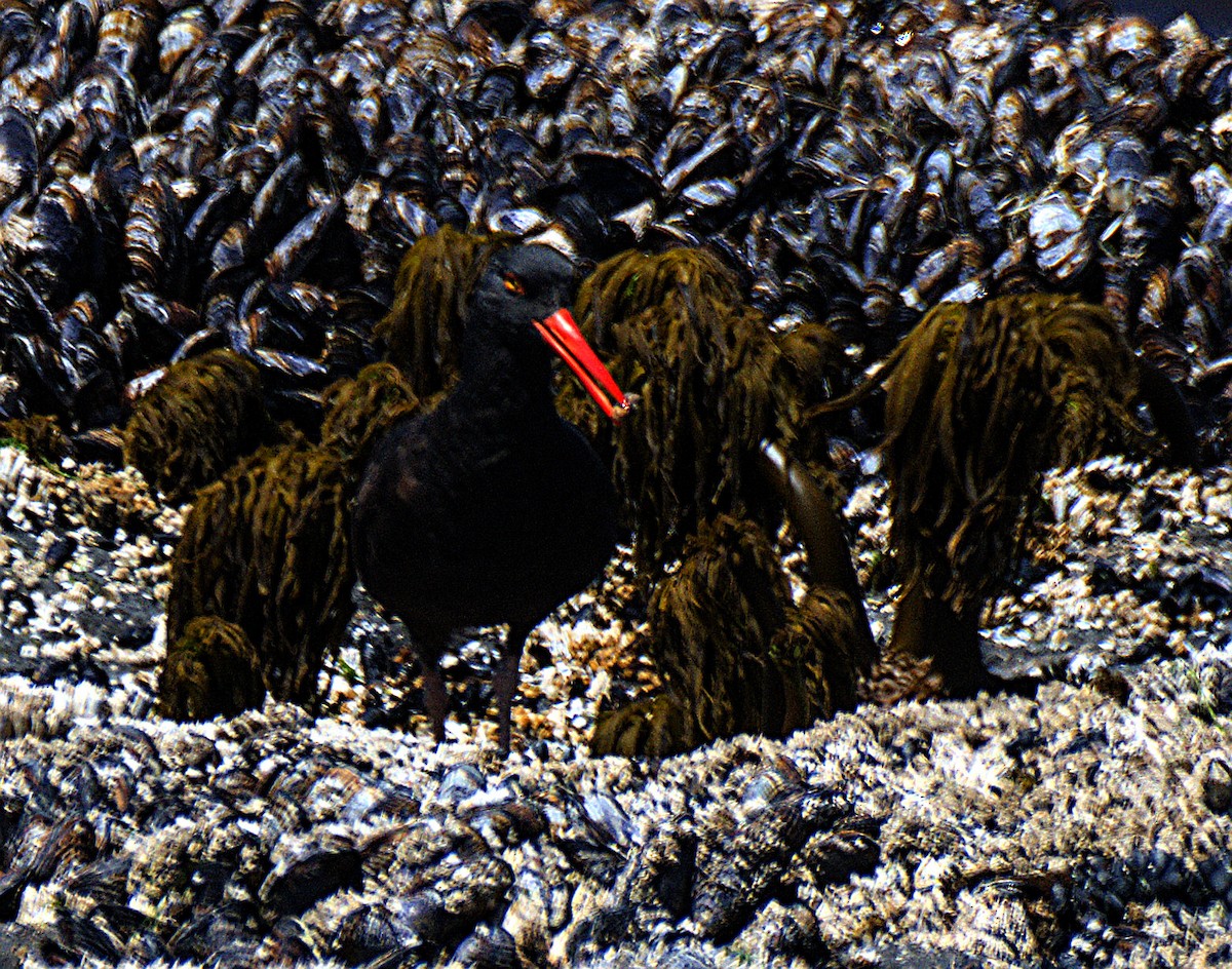 Black Oystercatcher - ML621820582