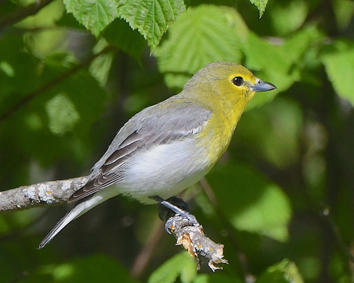 キノドモズモドキ - ML621820622