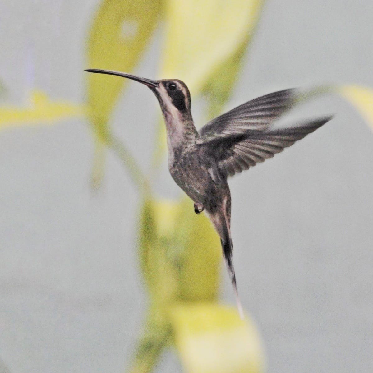 Pale-bellied Hermit - ML621820635