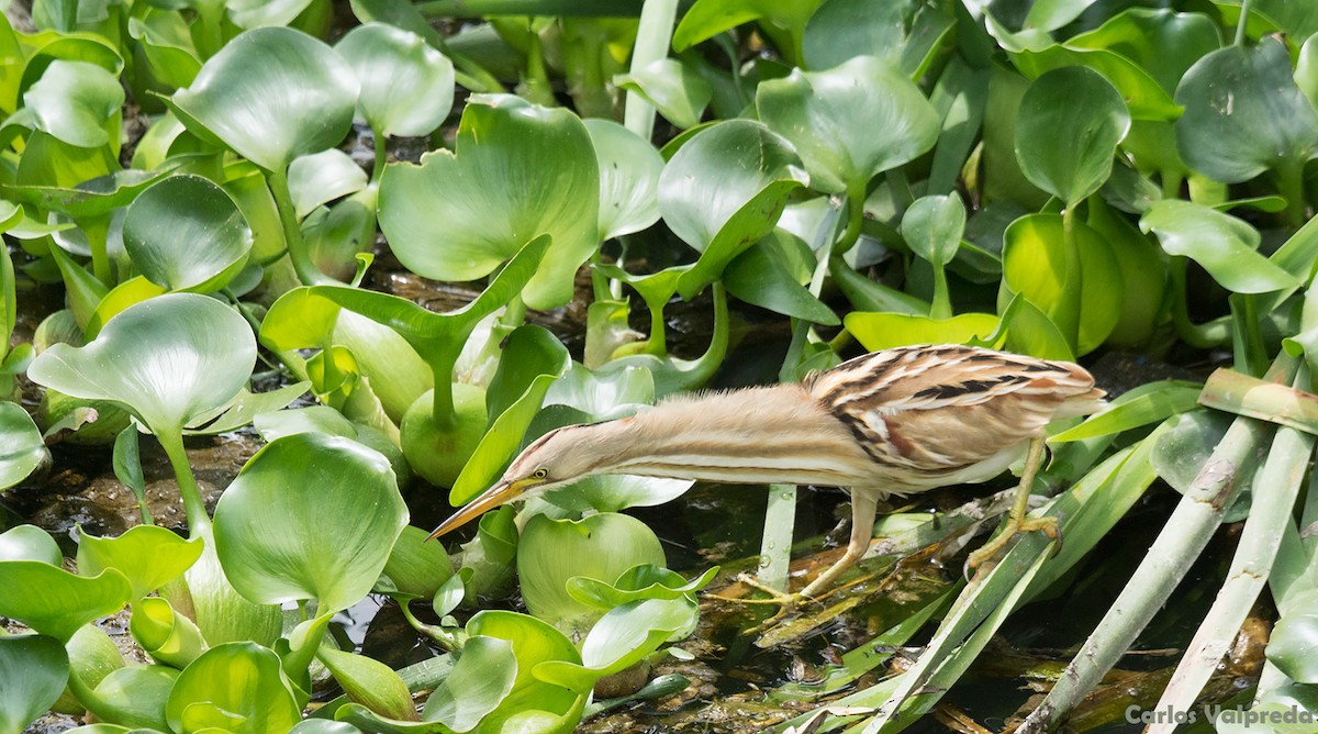 Stripe-backed Bittern - ML621820739