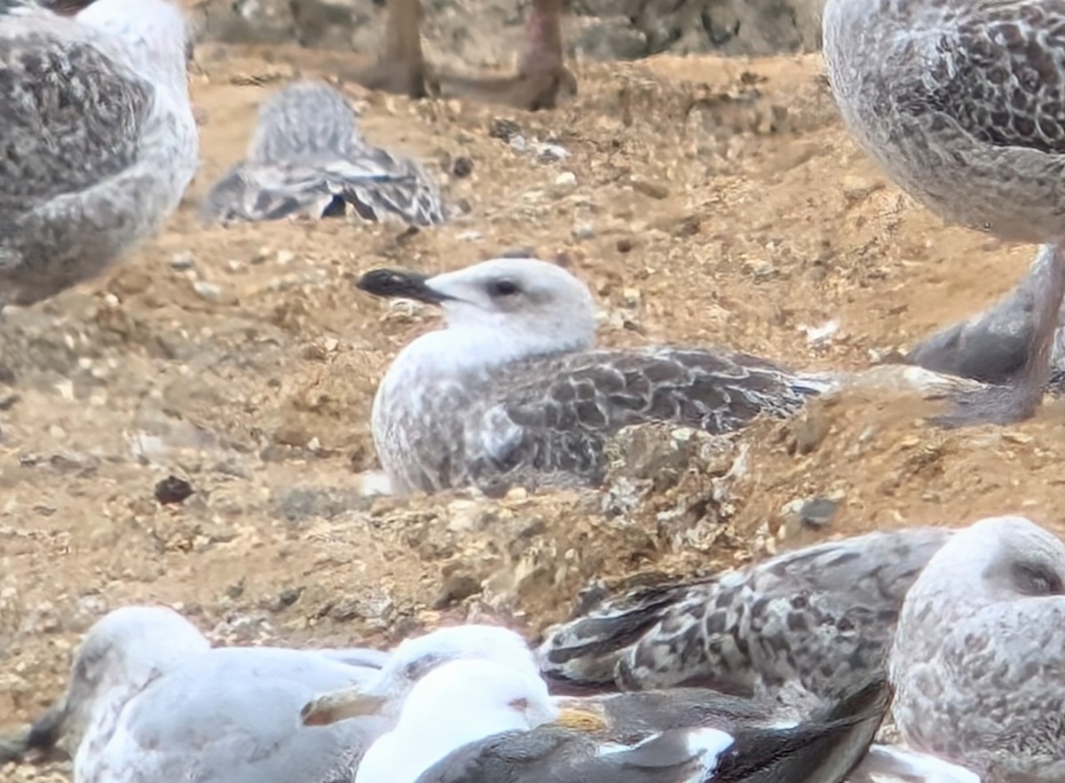 Caspian Gull - ML621820766