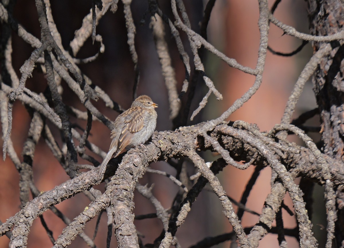 Chipping Sparrow - ML621820774