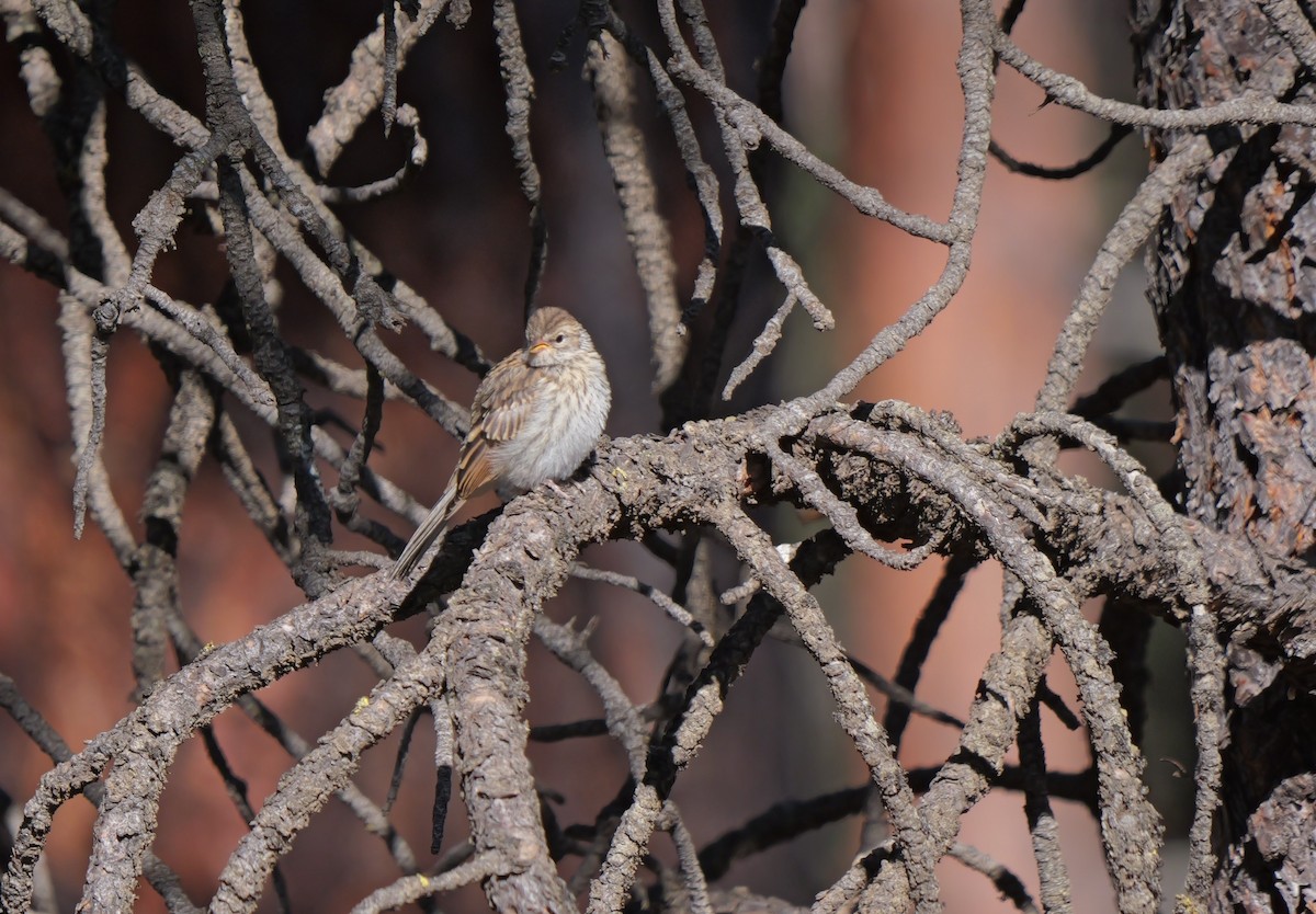 Chipping Sparrow - ML621820775