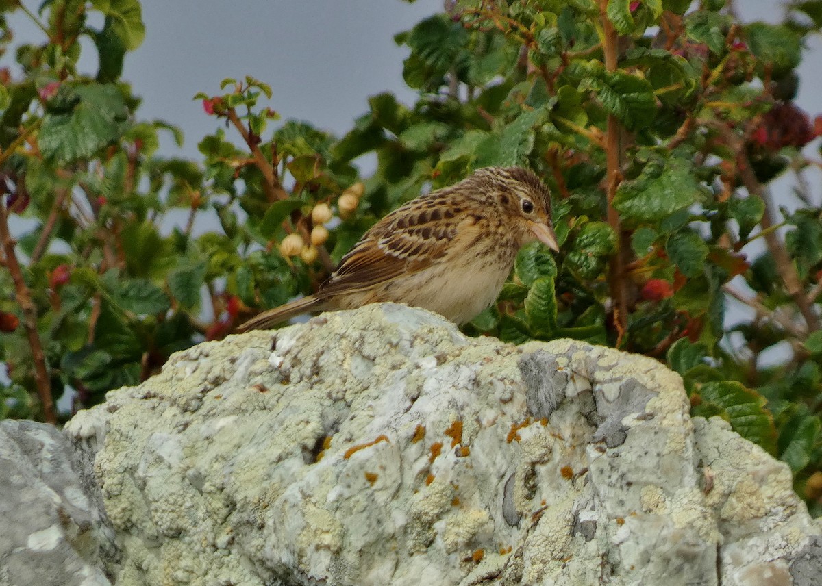 Grasshopper Sparrow - ML621820819