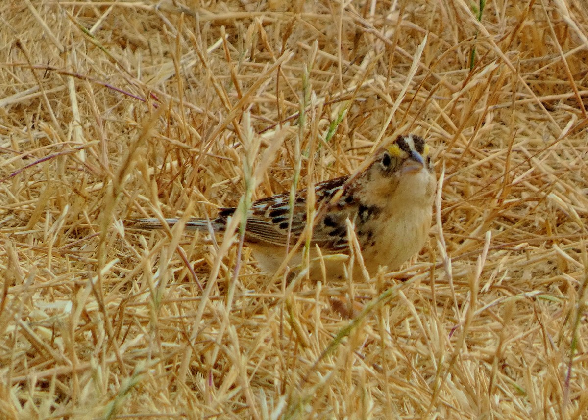 Grasshopper Sparrow - ML621820821
