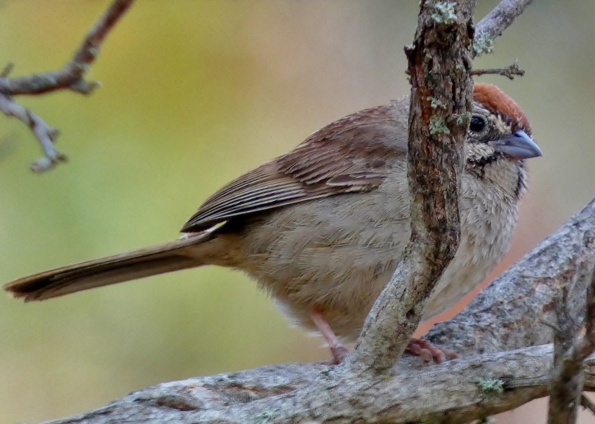 Rufous-crowned Sparrow - ML621820826