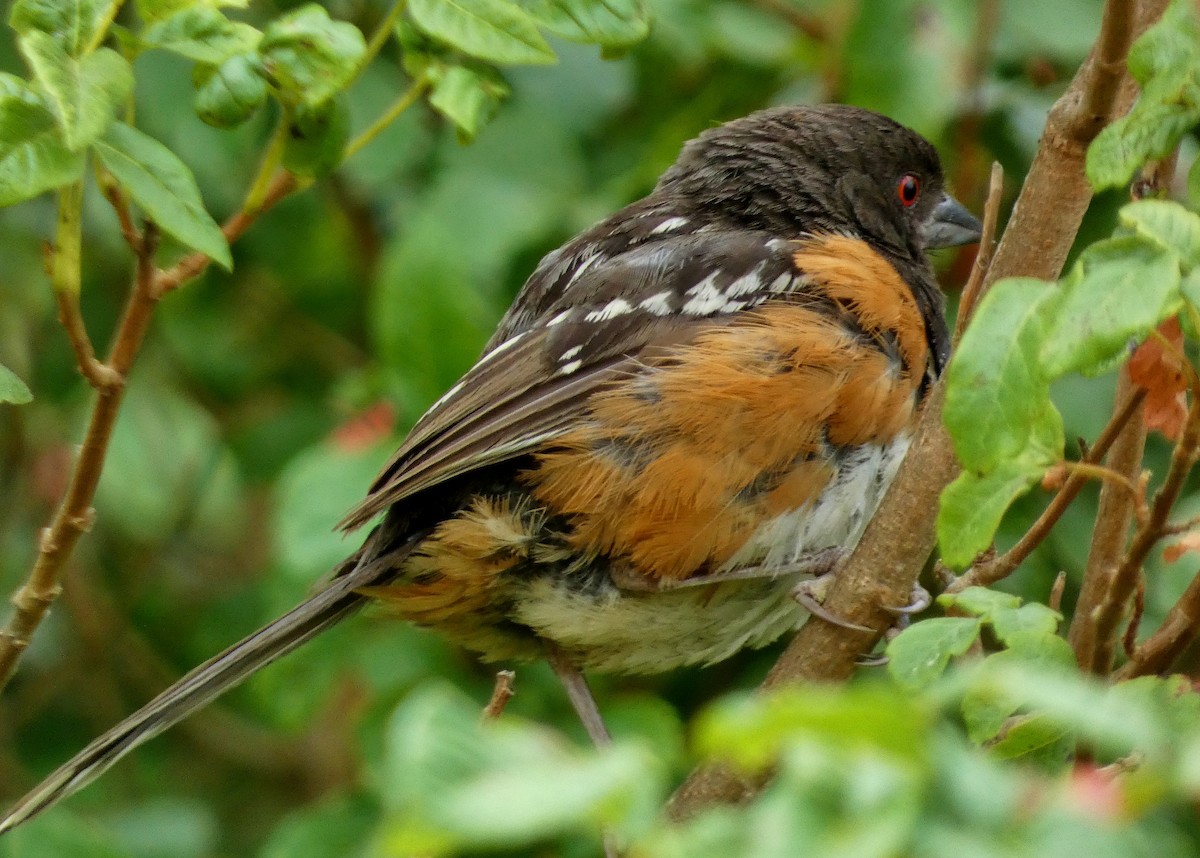 Spotted Towhee - ML621820832