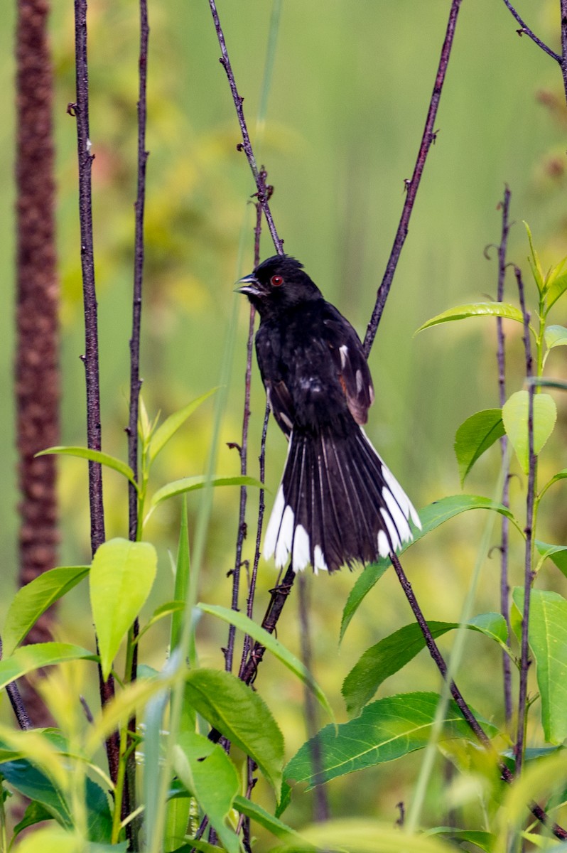 Eastern Towhee - ML621820860