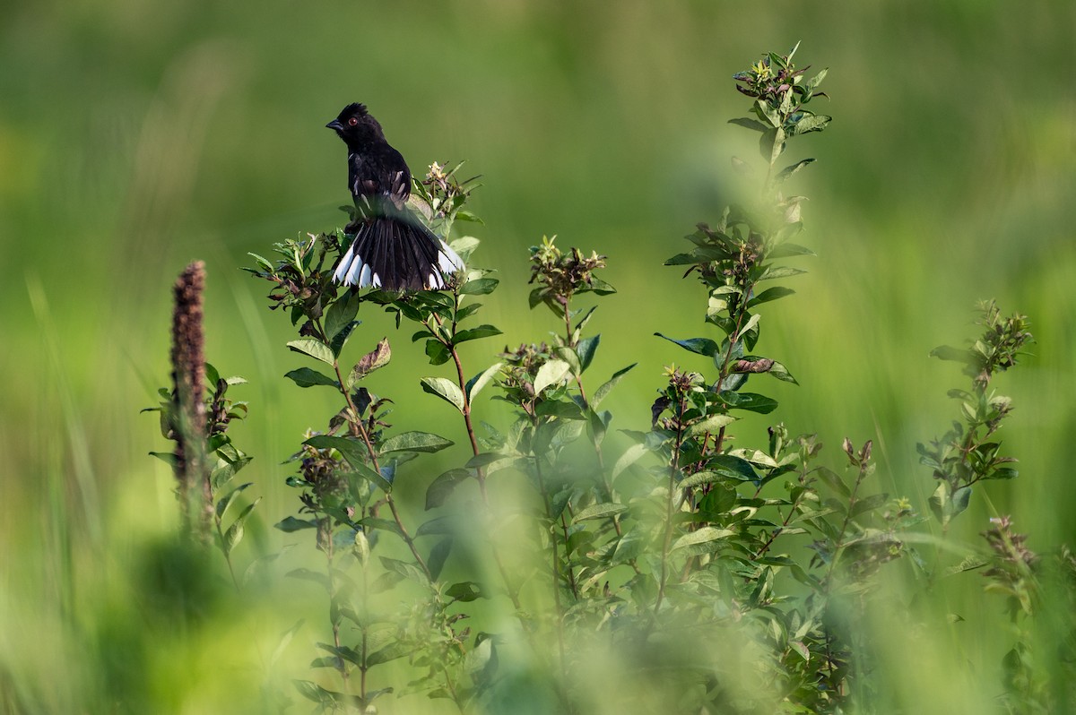 Eastern Towhee - ML621820862