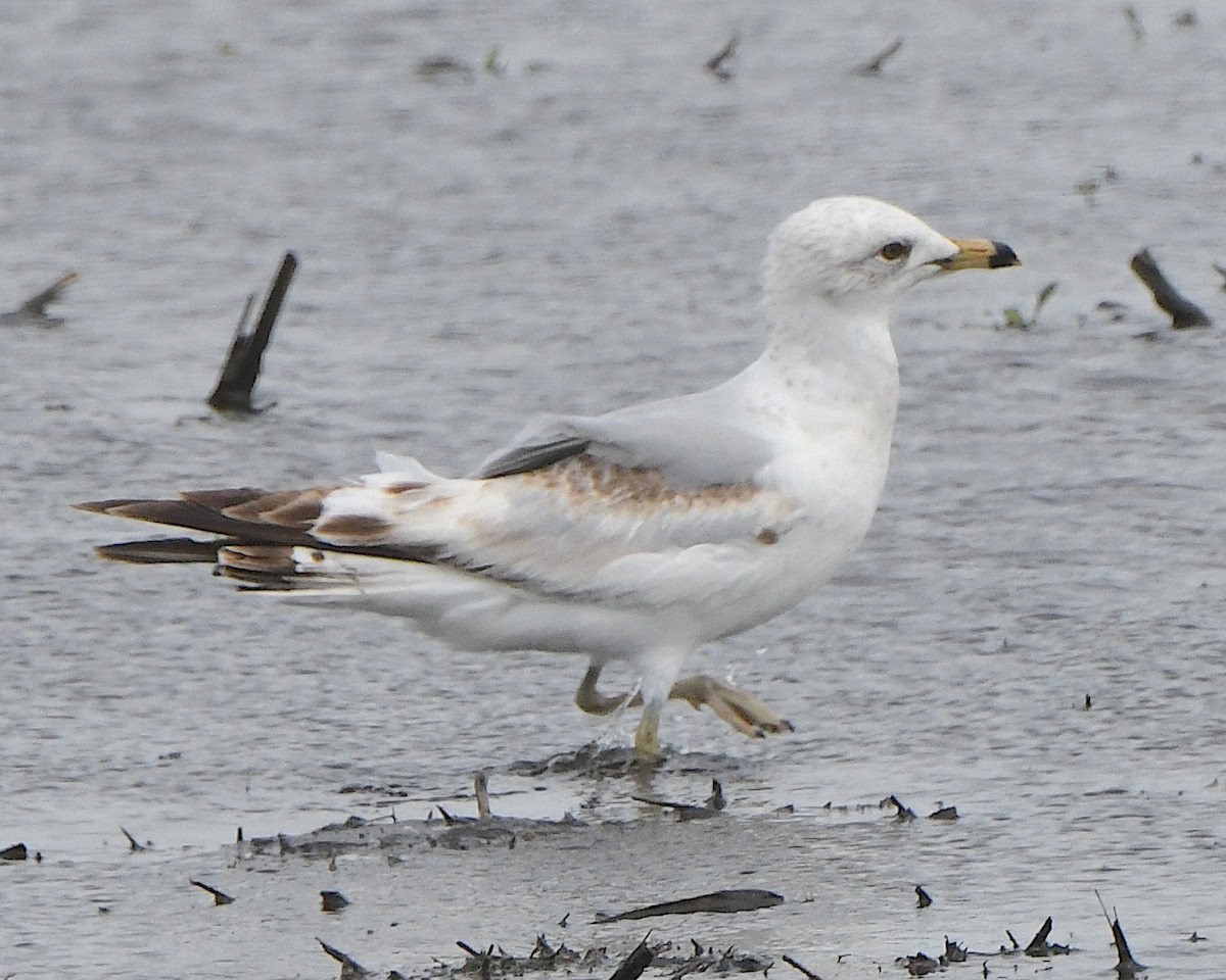 Ring-billed Gull - ML621820963