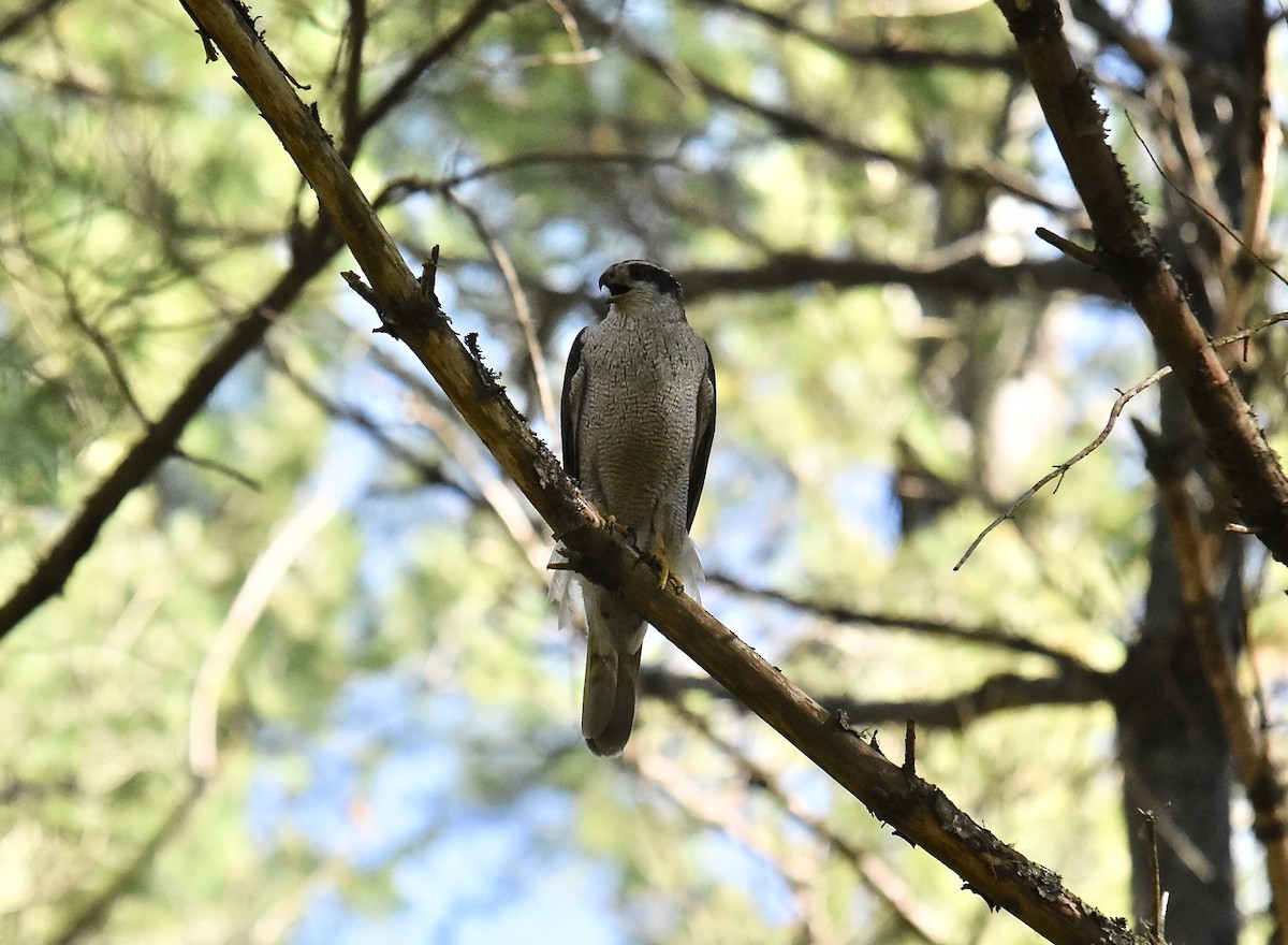 American Goshawk - ML621820986