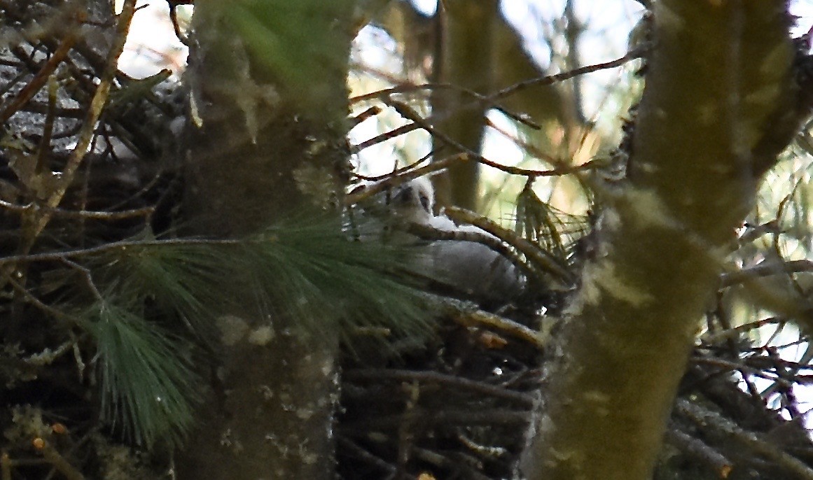 American Goshawk - Scott Isherwood