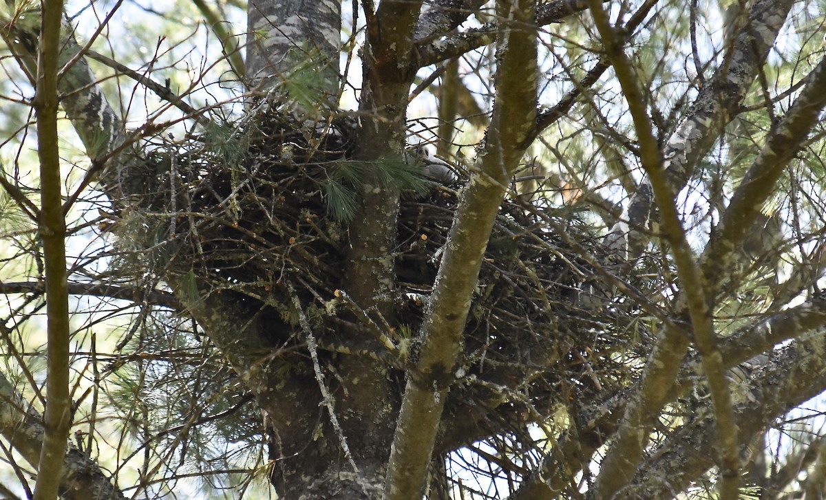 American Goshawk - ML621820988