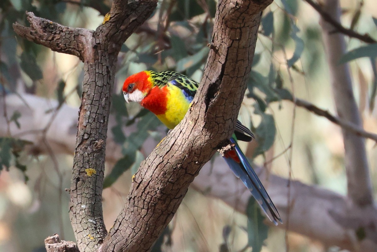 Eastern Rosella - ML621820992