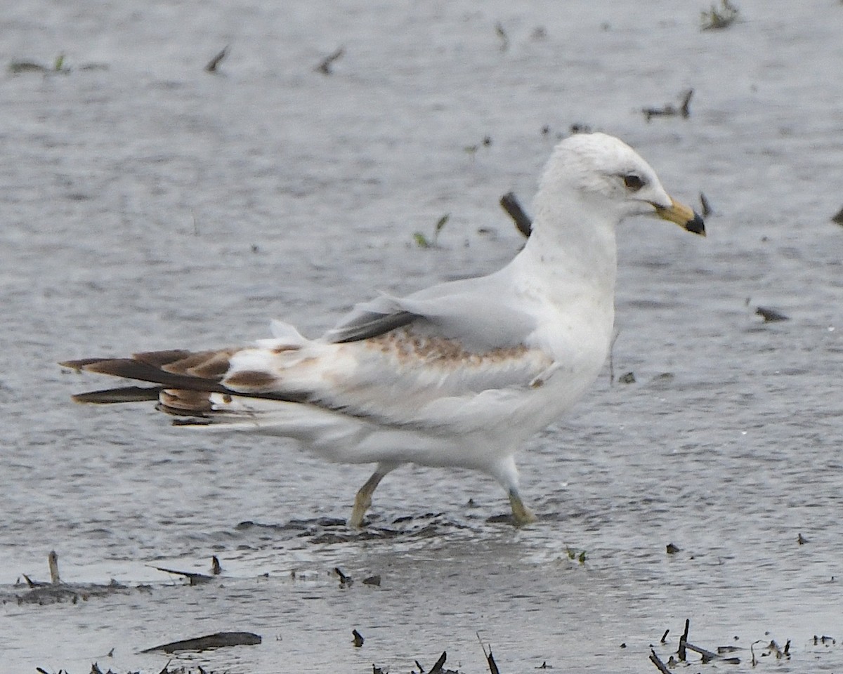 Ring-billed Gull - ML621820994