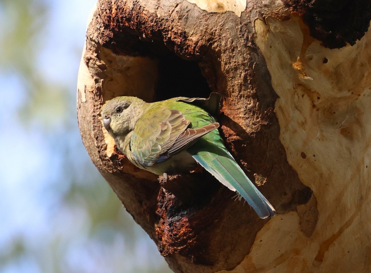 Red-rumped Parrot - ML621821006