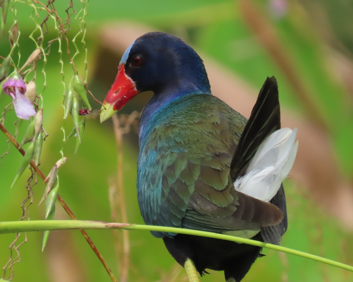 Purple Gallinule - ML621821111