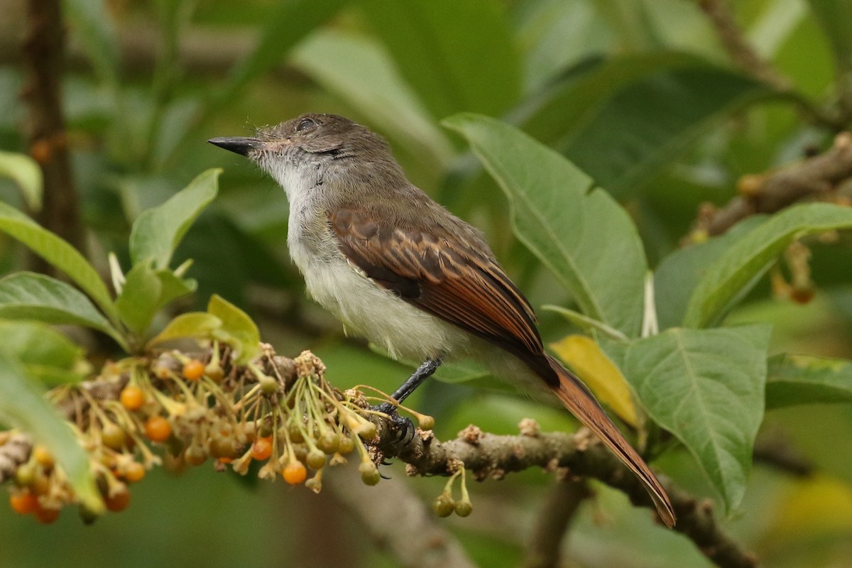 Dusky-capped Flycatcher - ML621821126