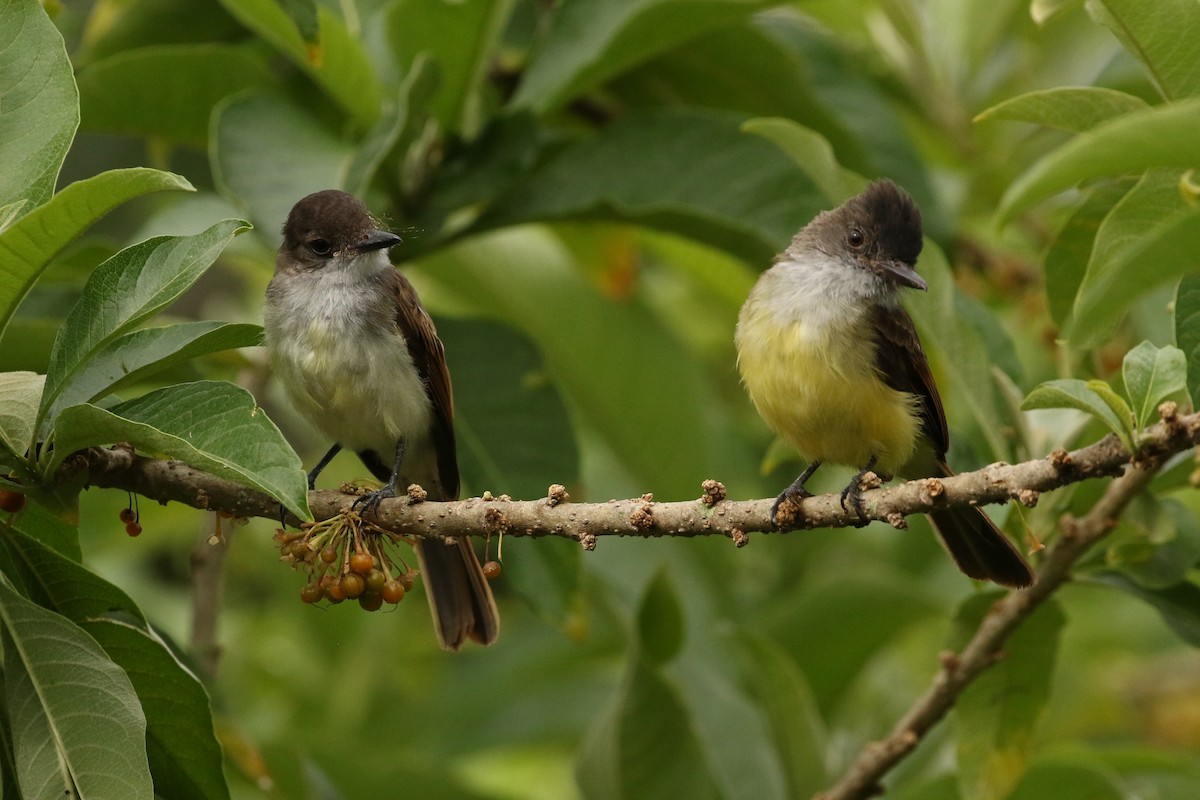 Dusky-capped Flycatcher - ML621821127