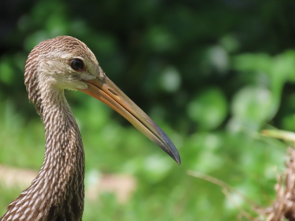 Limpkin - ML621821129