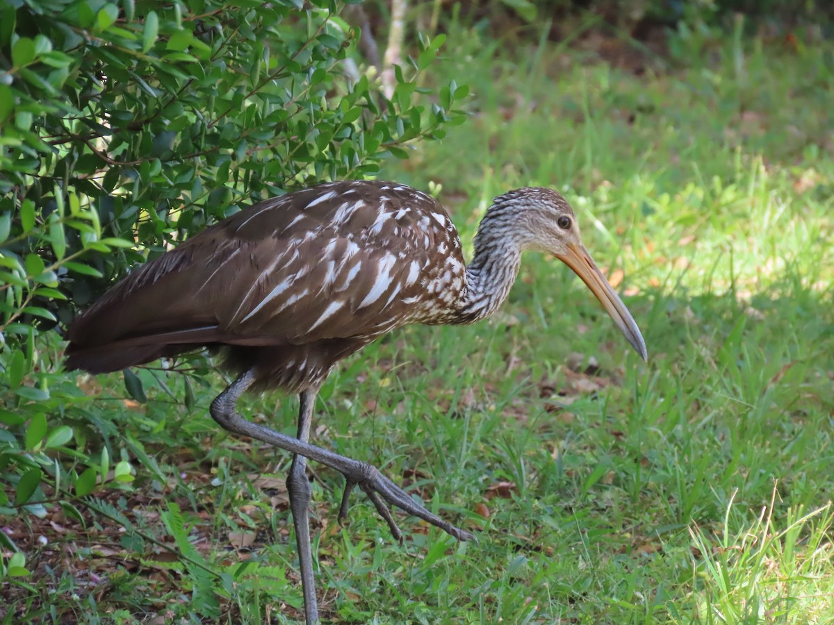 Limpkin - ML621821130