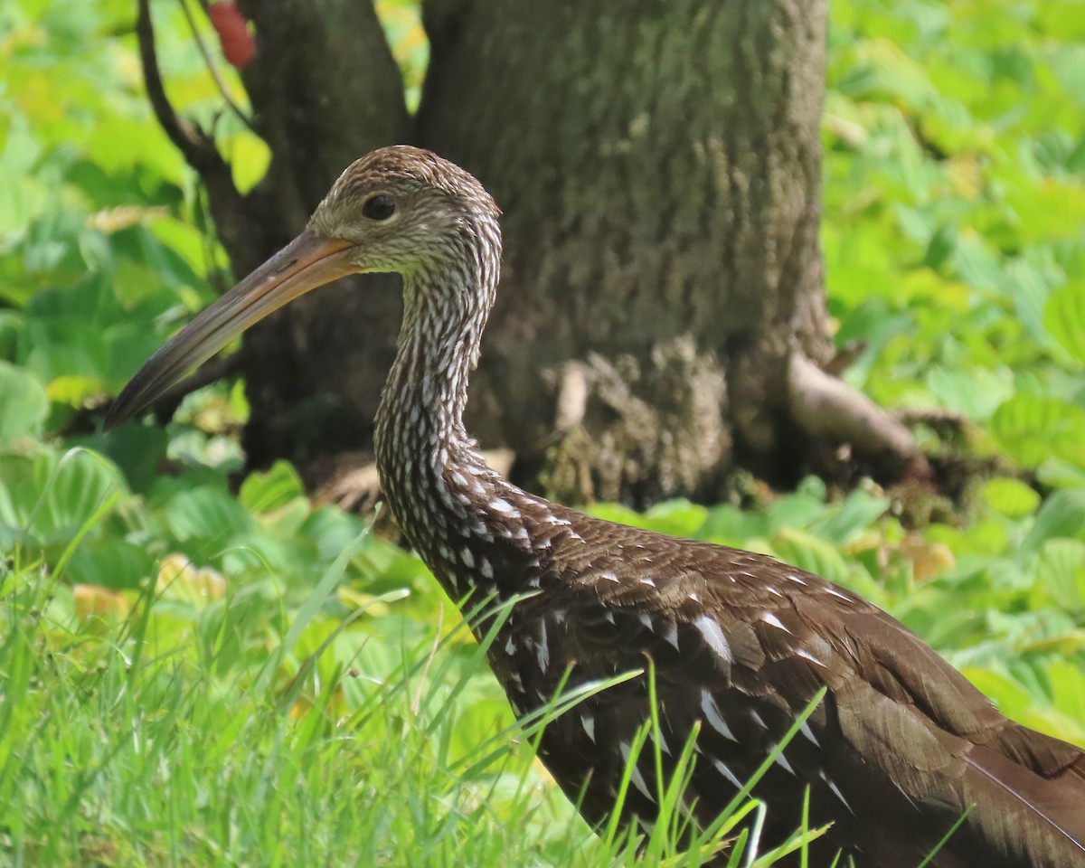 Limpkin - ML621821131