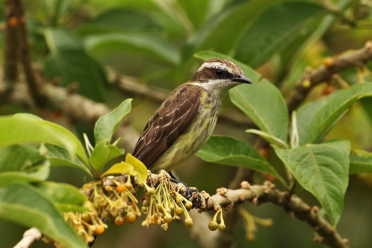 Piratic Flycatcher - ML621821134