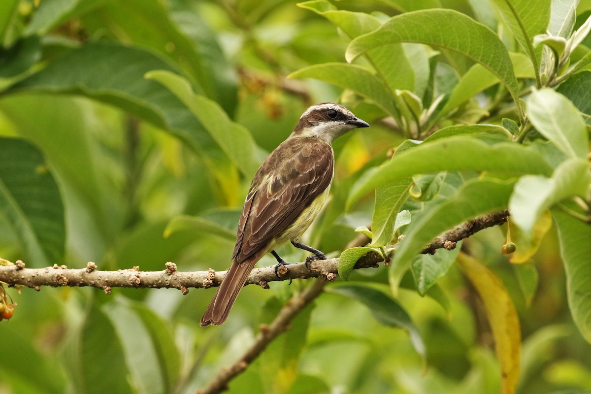 Piratic Flycatcher - John and Milena Beer