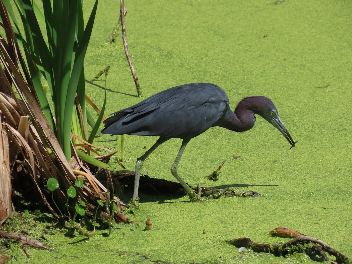 Little Blue Heron - ML621821138