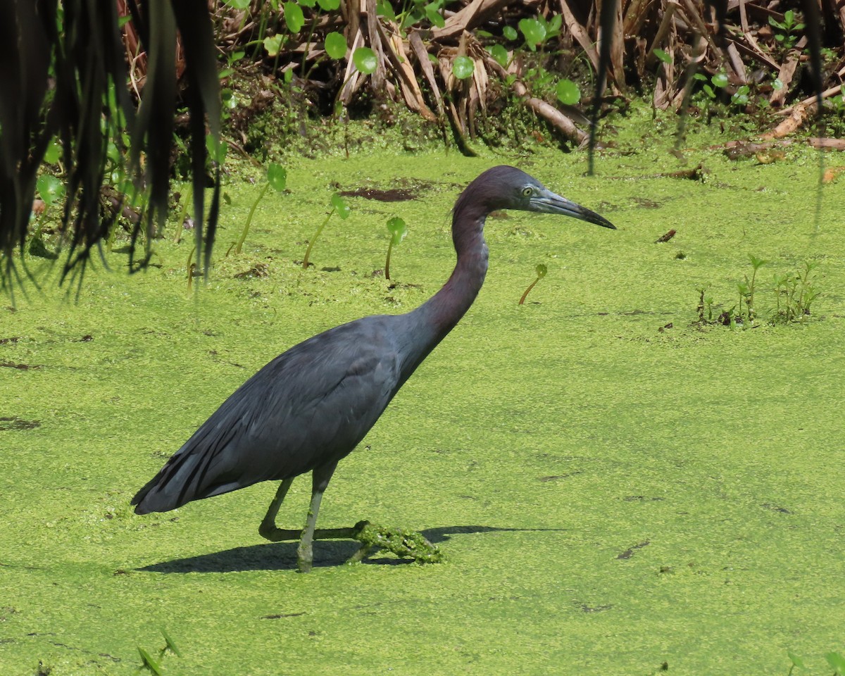 Little Blue Heron - ML621821140