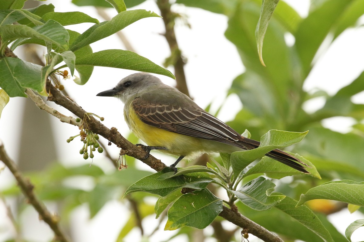 Tropical Kingbird - ML621821143