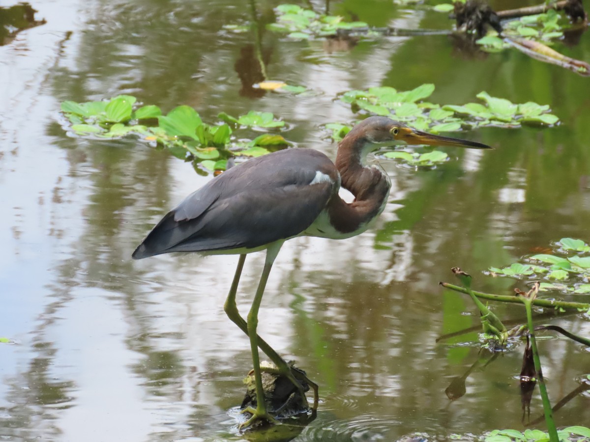 Tricolored Heron - ML621821155