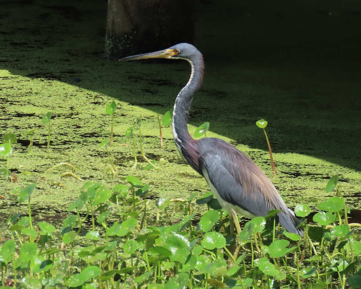 Tricolored Heron - ML621821156