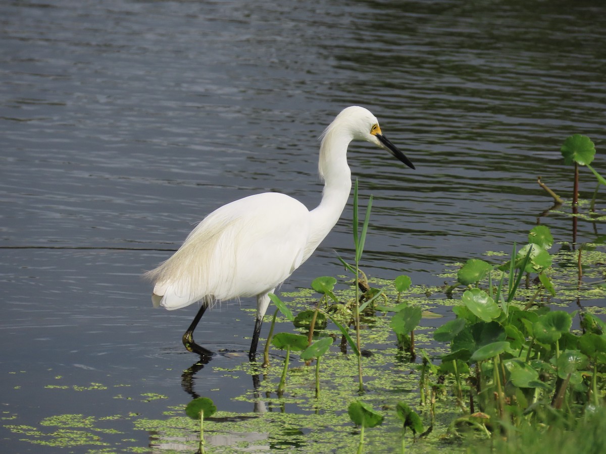 Snowy Egret - ML621821159