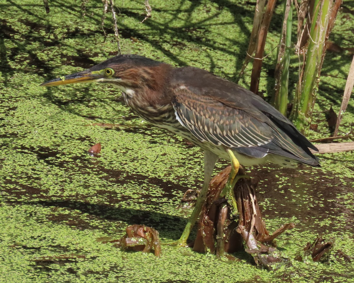 Green Heron - ML621821169