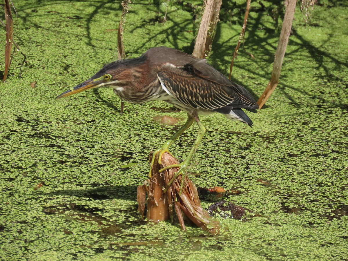 Green Heron - ML621821170