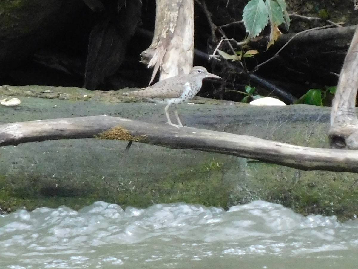 Spotted Sandpiper - ML621821171