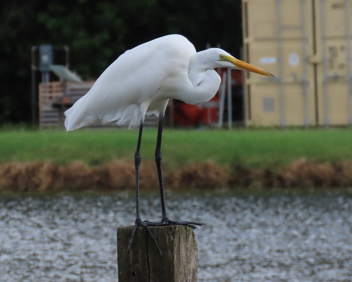 Great Egret - ML621821175