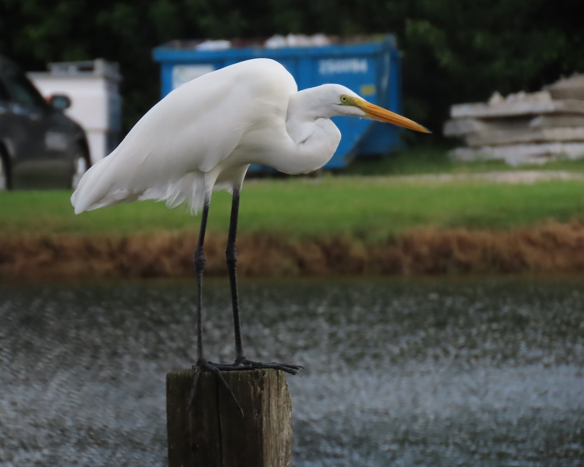 Great Egret - ML621821177