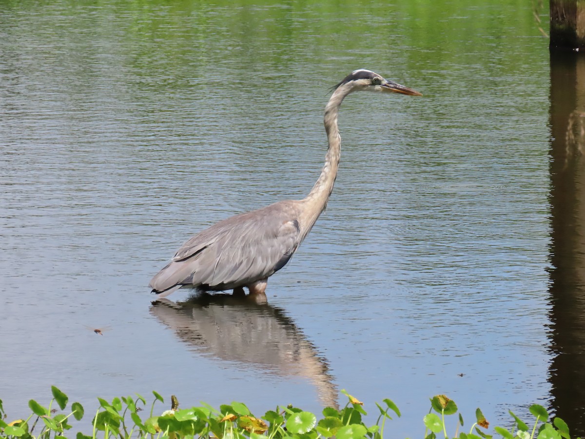 Great Blue Heron - ML621821184