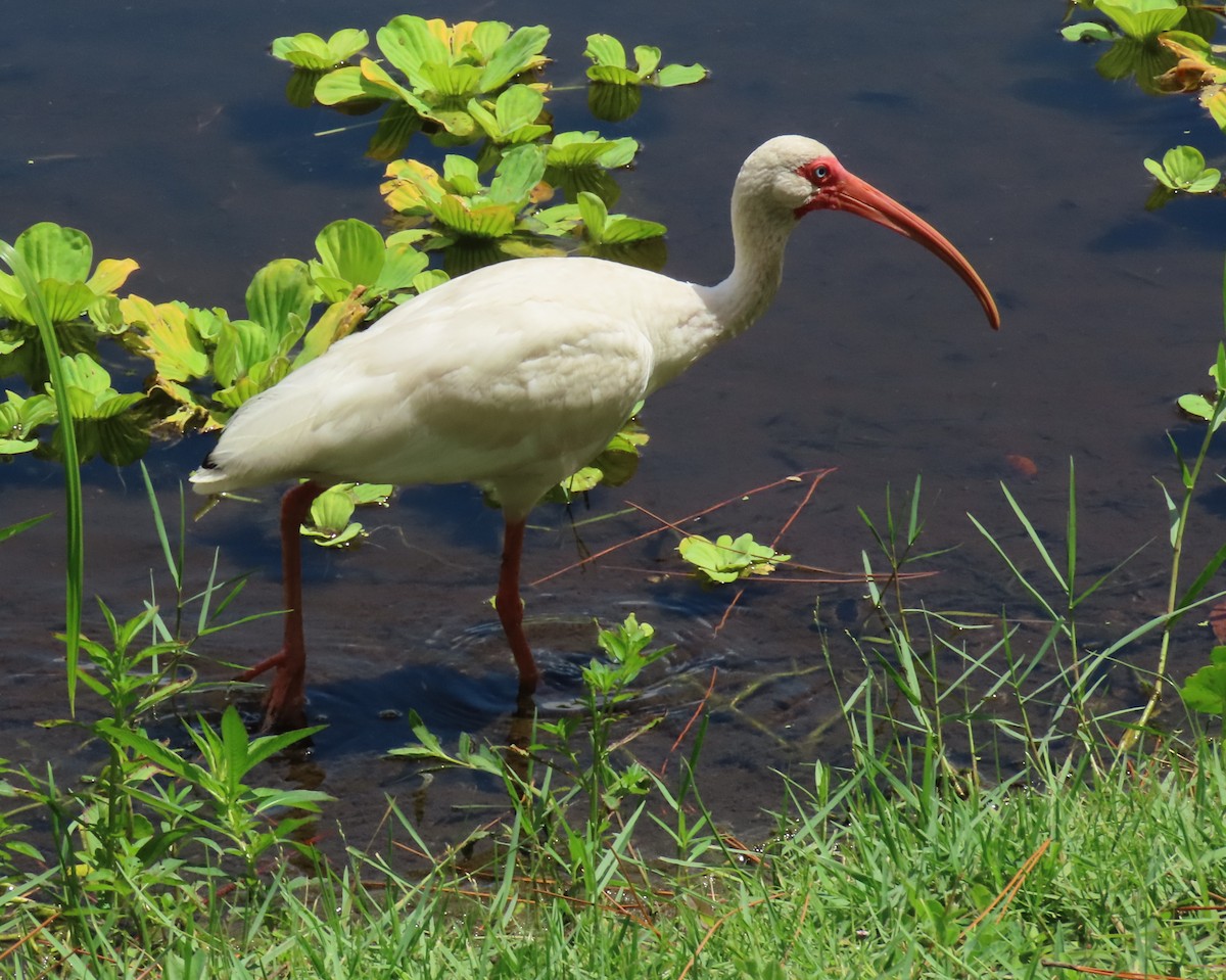 Ibis Blanco - ML621821192