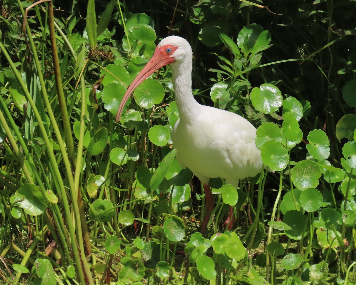 White Ibis - ML621821193