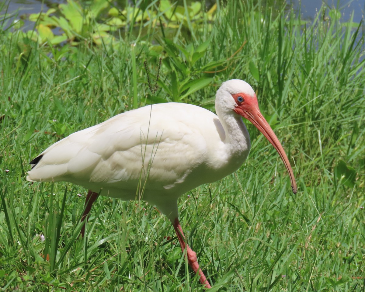 Ibis Blanco - ML621821194