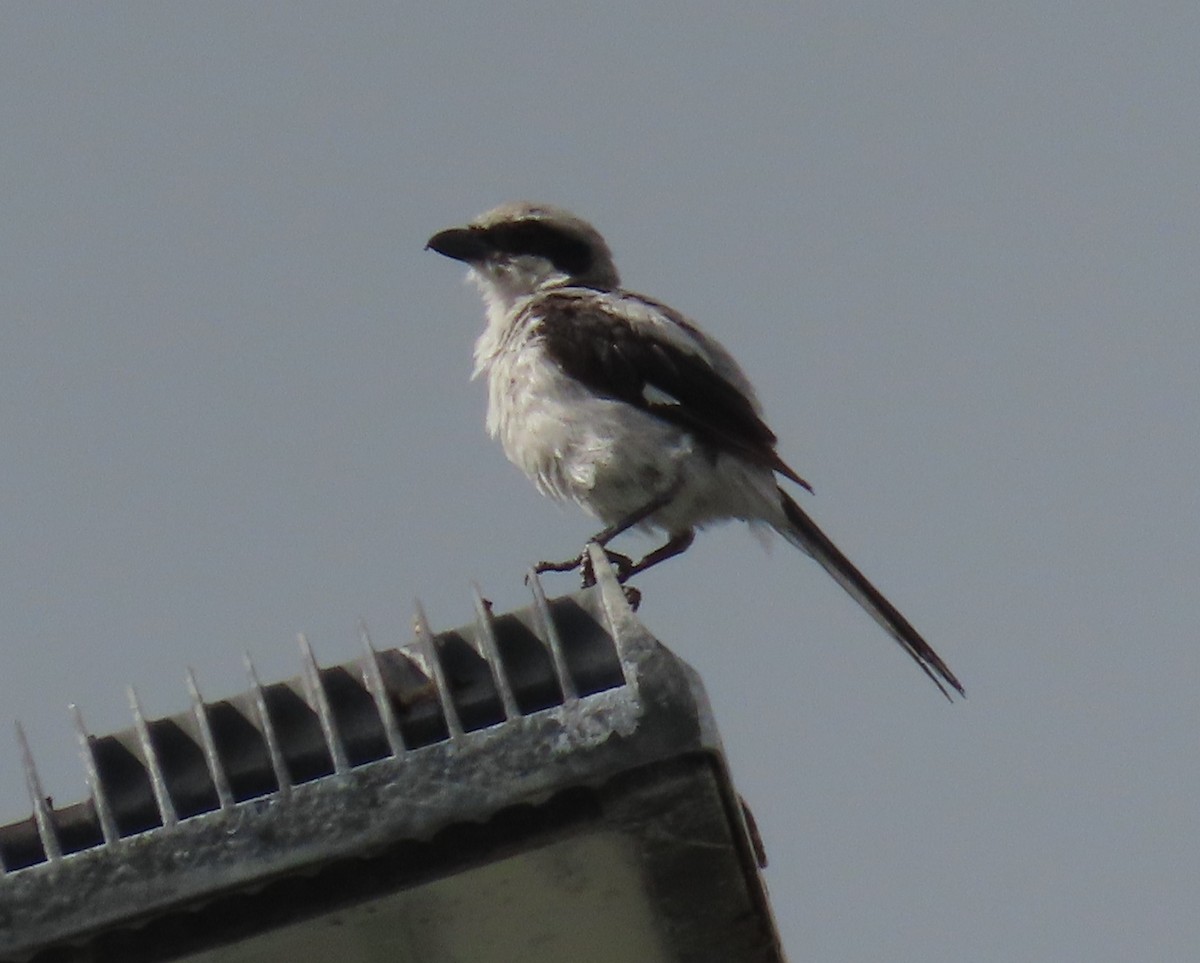 Loggerhead Shrike - ML621821200